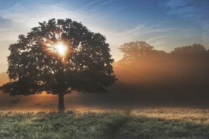 Morning Offering by St Thérèse of Lisieux